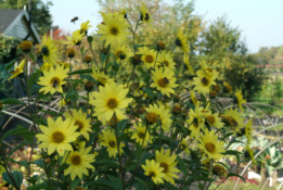 Helianthella quinquenervisDwergzonnebloem bestellen